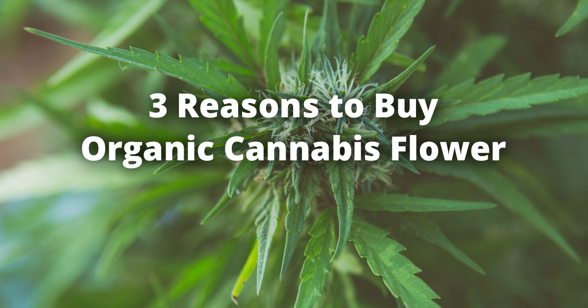 3 Reasons to Buy Organic Cannabis Flower from Ruby's Happy Farm