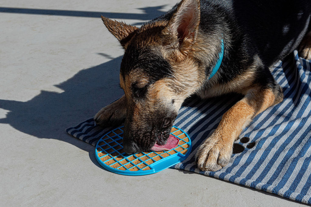 Dog licking homemade peanut butter treats