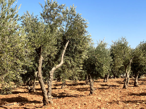 Olive trees, West Bank