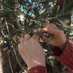 Nadira harvesting olive leaves