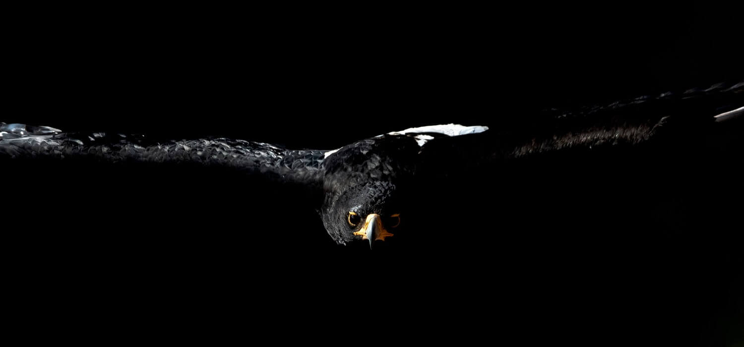 24+] Eagle Black Wallpapers - WallpaperSafari