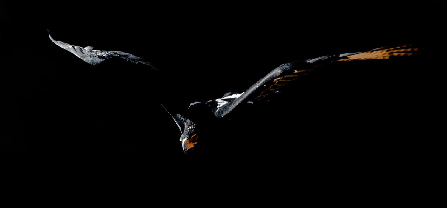 Black Eagle in Flight