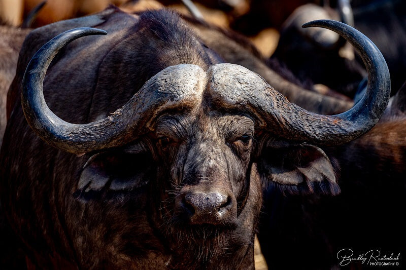Buffalo South Luangwa by Bradley Rautenbach