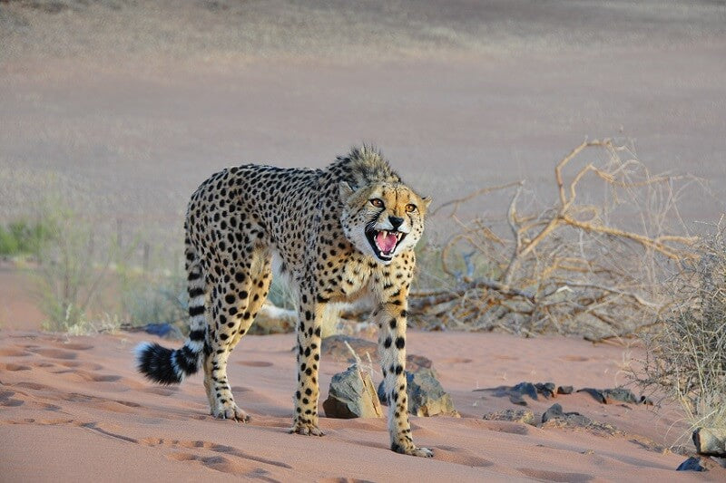 Cheetah 800 x 500 Pix