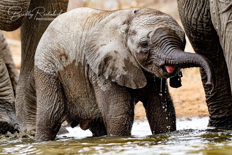 Elephant Thornybush 2019 by Bradley Rautenbach 800 x 533 Pix