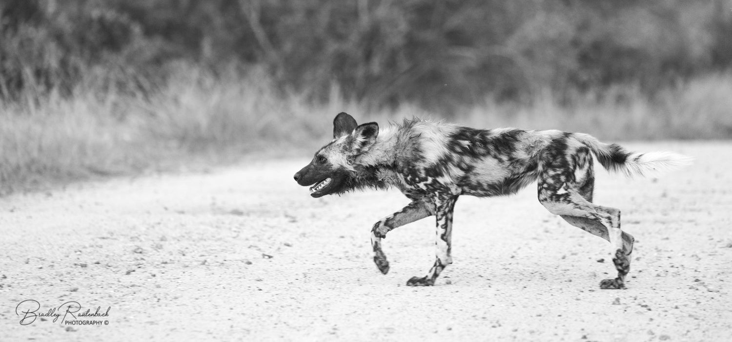 Black Eagle Expeditions Wild Dog