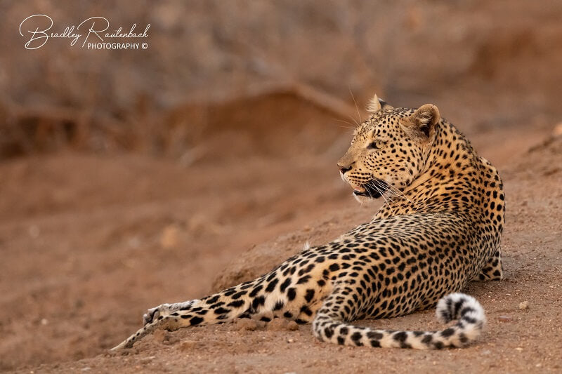 Leopard Thornybush 2019 by Bradley Rautenbach 800 x 533 Pix