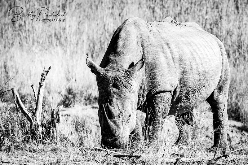 Rhino by Bradley Rautenbach 2020 Thornybush
