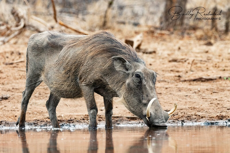 Warthog by Bradley Rautenbach Thornybush 2020