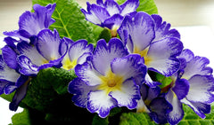 Blue primroses