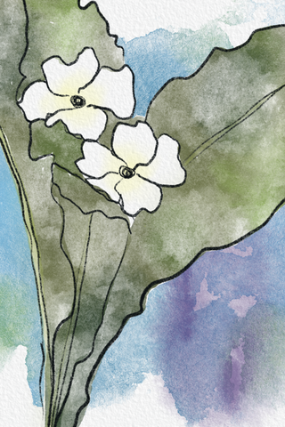 Primrose flowers - digital watercolor painting