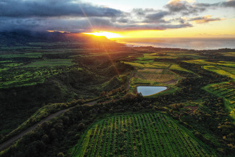 regenerative farming pongamia trees Hawaii