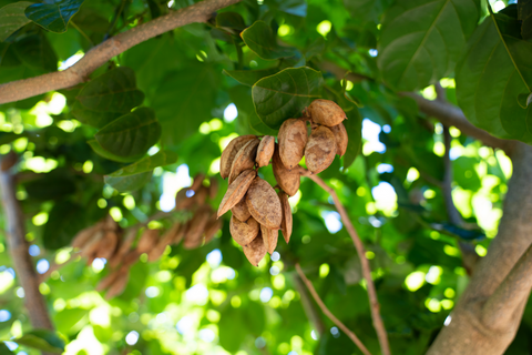 climate resilient pongamia tree beans