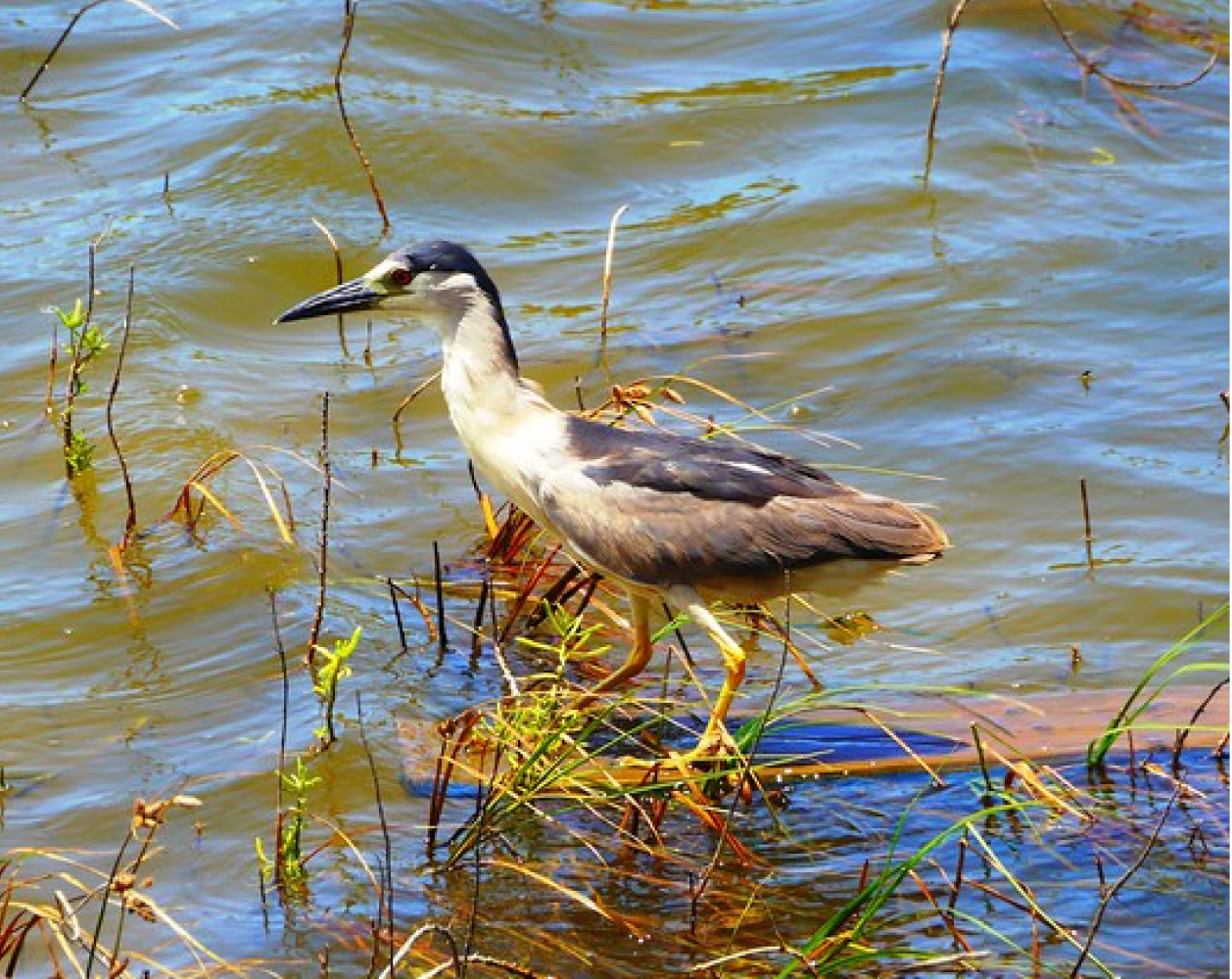 Black-crowned Night Heron standing in shallow water among reeds.