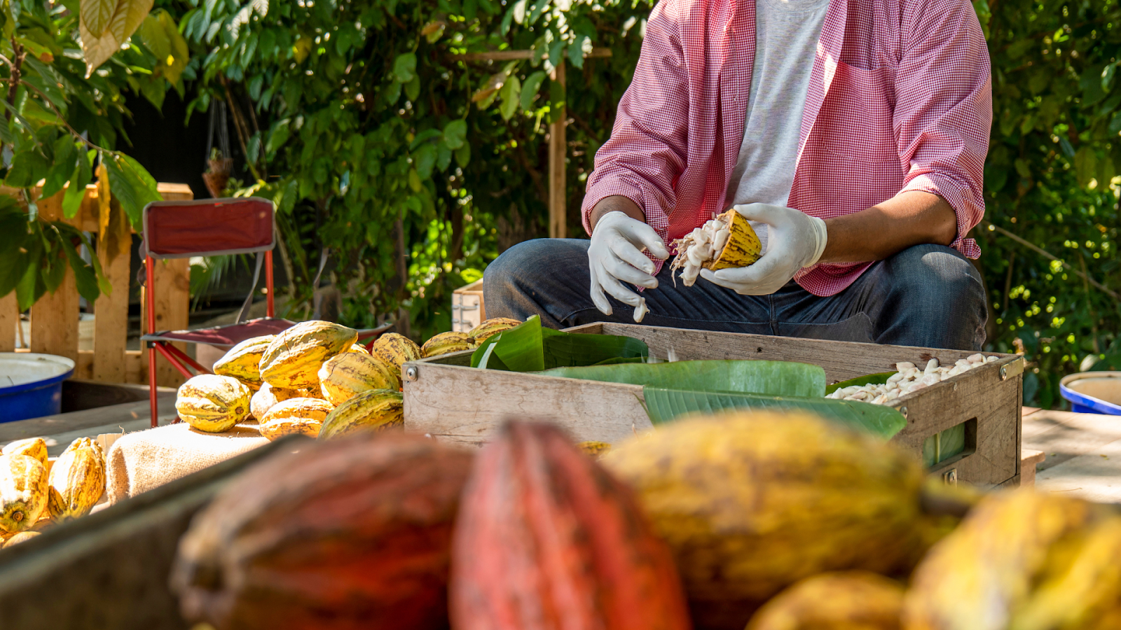 Farming Practices for Cacao