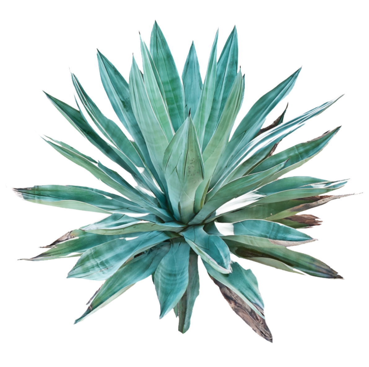 blue agave inulin