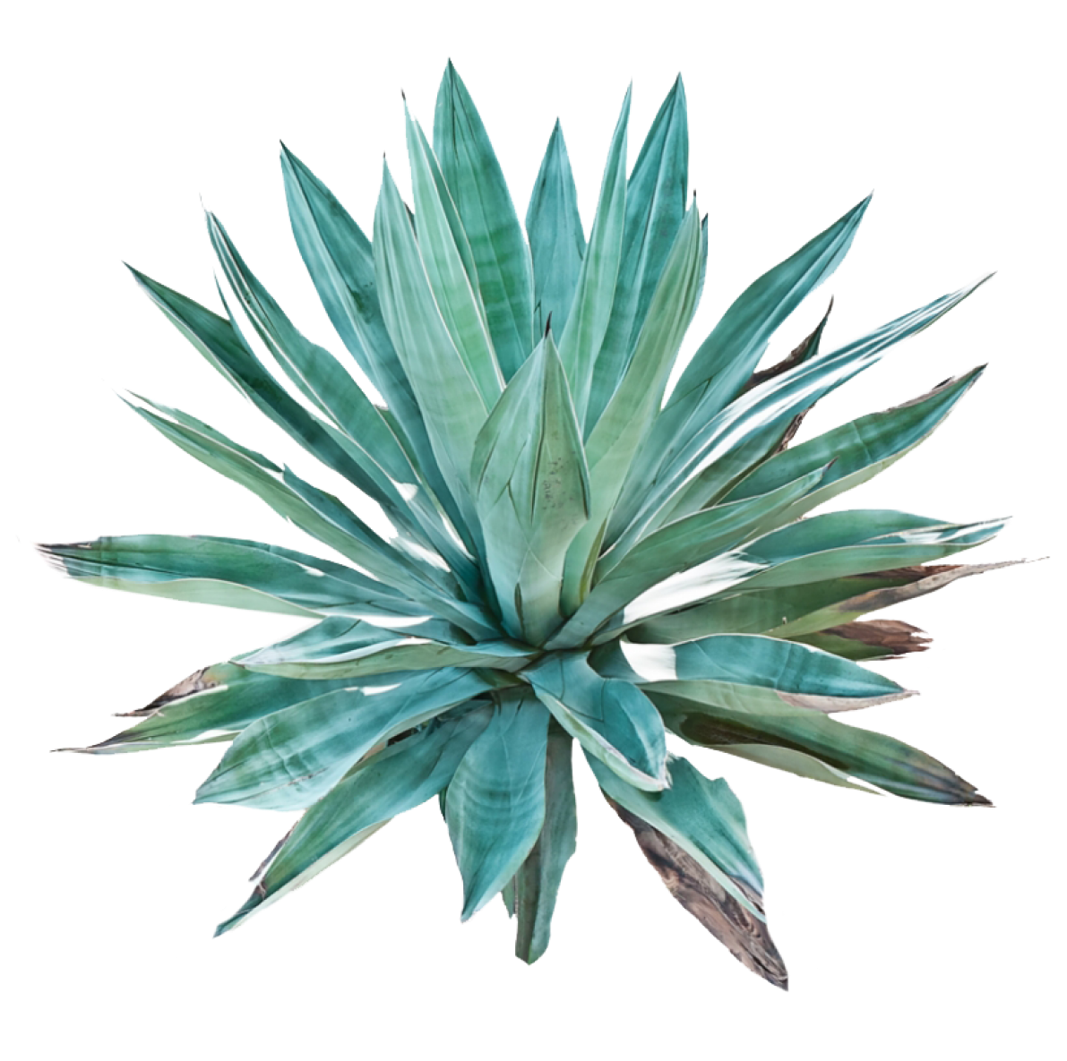 Blue Agave Inulin