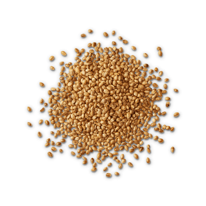 hemp seed protein