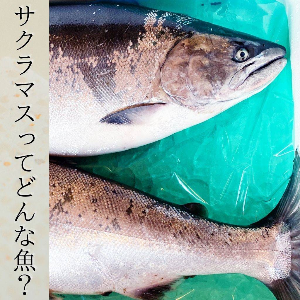 サクラマスとはどんな魚 生態や旬の季節などを解説 飯坂冨士商店