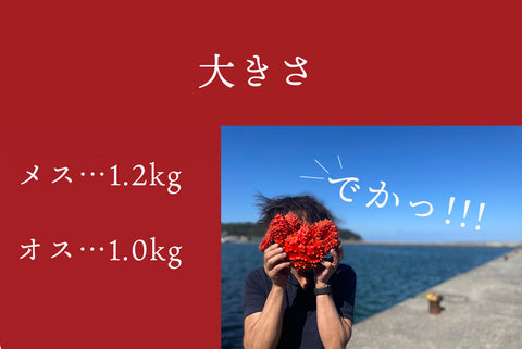 北海道　根室　花咲蟹