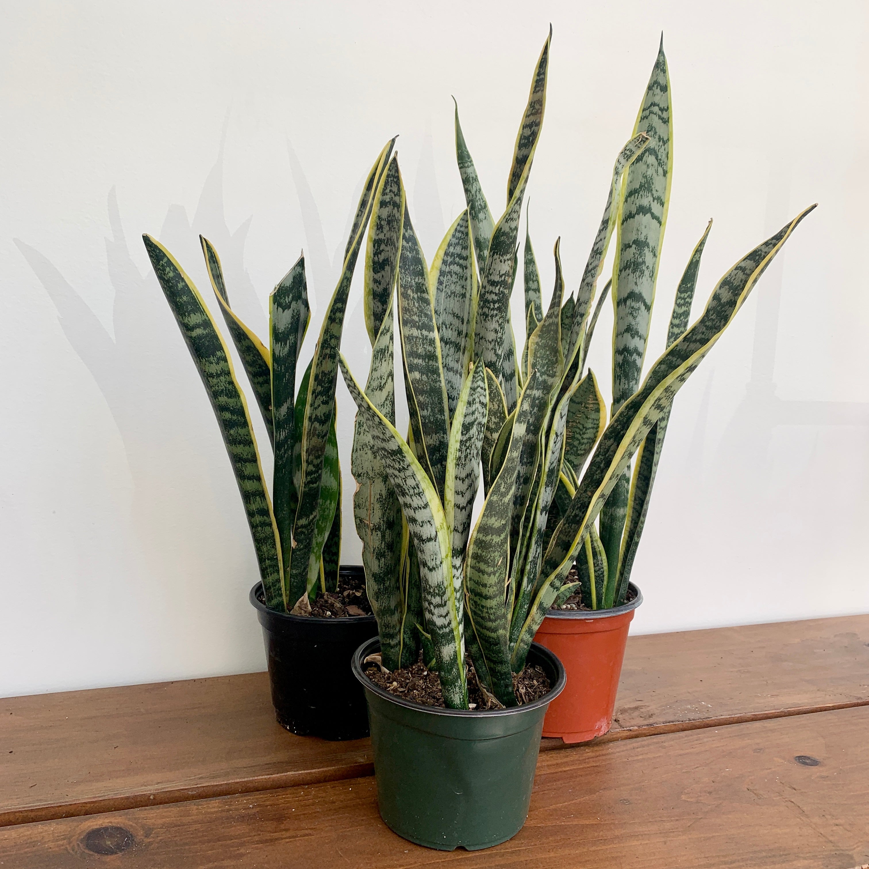 Dracaena Trifasciata Laurentii Snake Plant Aquatopia Conservatory   IMG 0797 