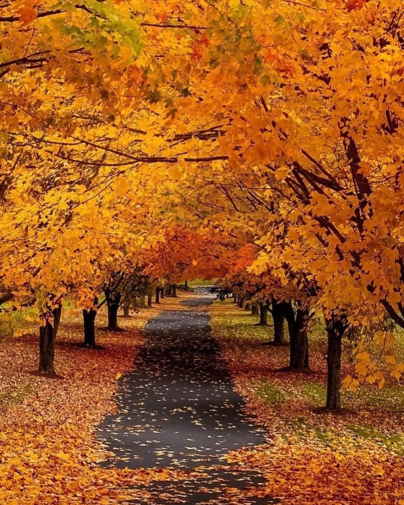 Autumn Vibes Around The World – TravelOpel.Com