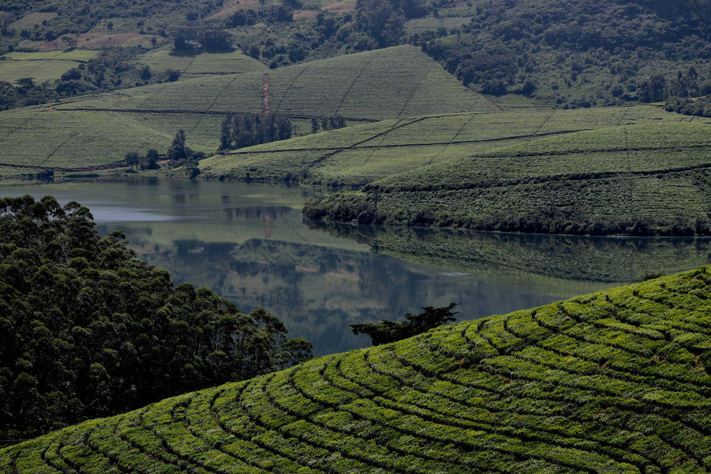 green grass field scenery photo