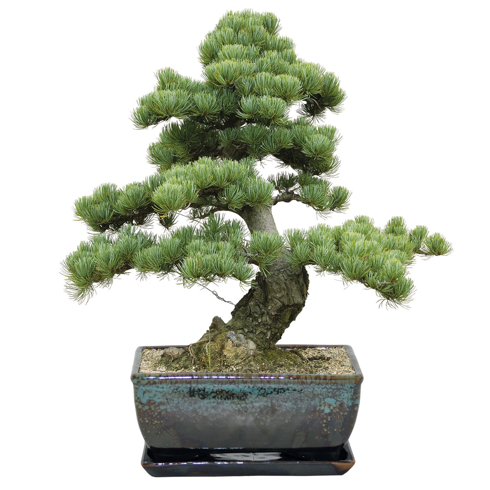 Bonsai Growing Kit – Marie Curie Online Shop