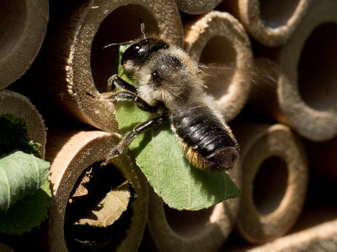 Bee Hotel