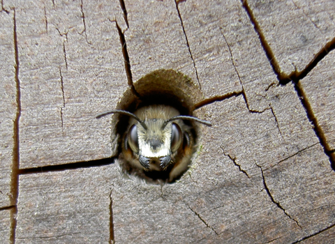 Native Bee gaurding her tube