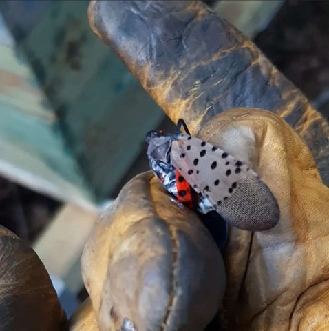 Removing Lanternflies from my Hives