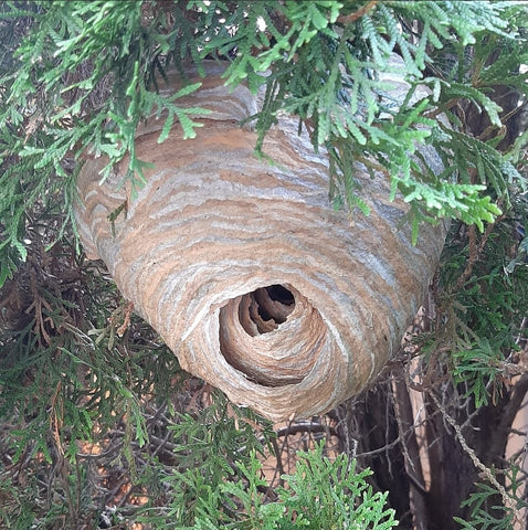 Bald Faced Hornets Nest