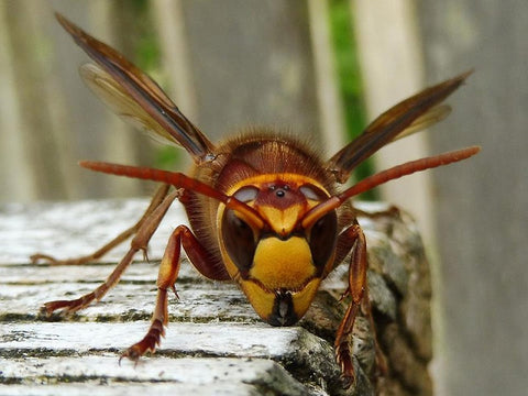 European Hornet