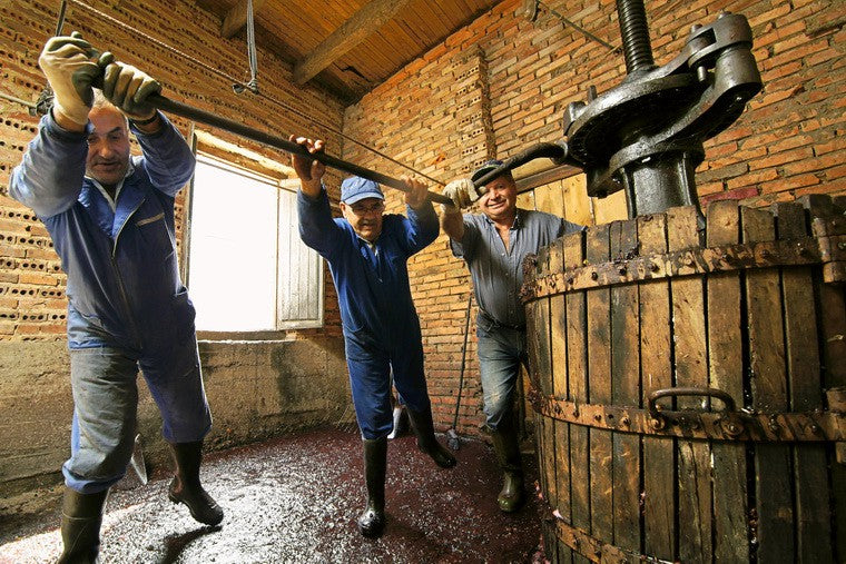 意大利葡萄園 意大利葡萄品種 意大利紅酒好年份 西西里島酒莊Red wine  White wine  Grapes Italian wine  Italian  Taste  Wine making Wine industry Wine factory Wine producing 