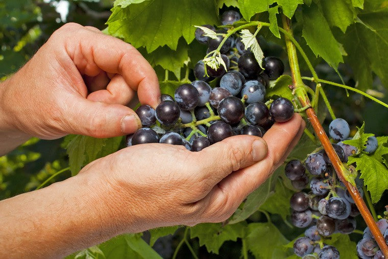 最好葡萄酒品牌  世界最有名氣葡萄酒種類  因素 葡萄酒價格Red wine  White wine  Grapes Italian wine  Italian  Alcohol Taste 