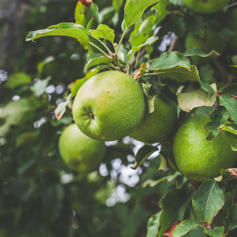 granny smith apple