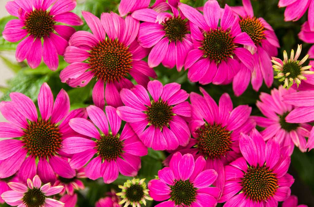 Echinacea 