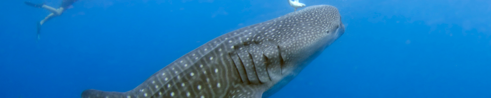 Top Dive Sites for diving with whale sharks