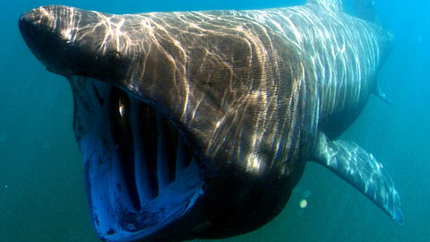 Sea Creatures You can Find in the UK: Basking Shark