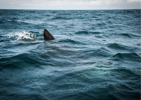 Top 10 Snorkelling Sites in South-West UK, Basking Sharks in Cornwall - Mike's Dive Store