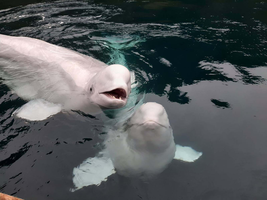 Beluga Project in Iceland