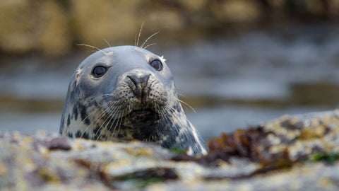 Snorkelling with seals in the UK