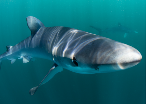 Top 10 Snorkelling Sites in South-West UK, Blue Sharks in Cornwall - Mike's Dive Store