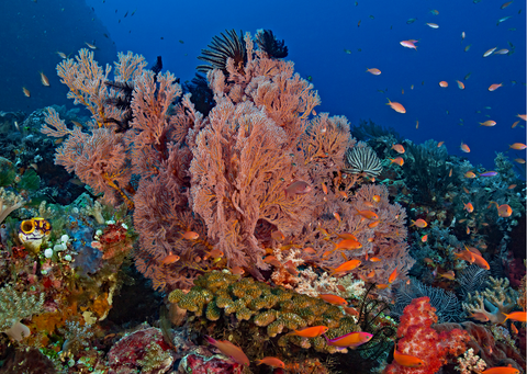  How Scuba Divers Can Help Protect Reefs - Mike's Dive Store