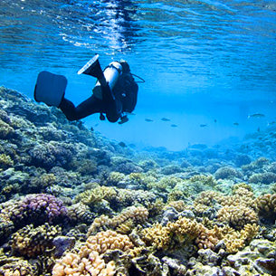 Lavish Dream Diving Destinations - French Polynesia