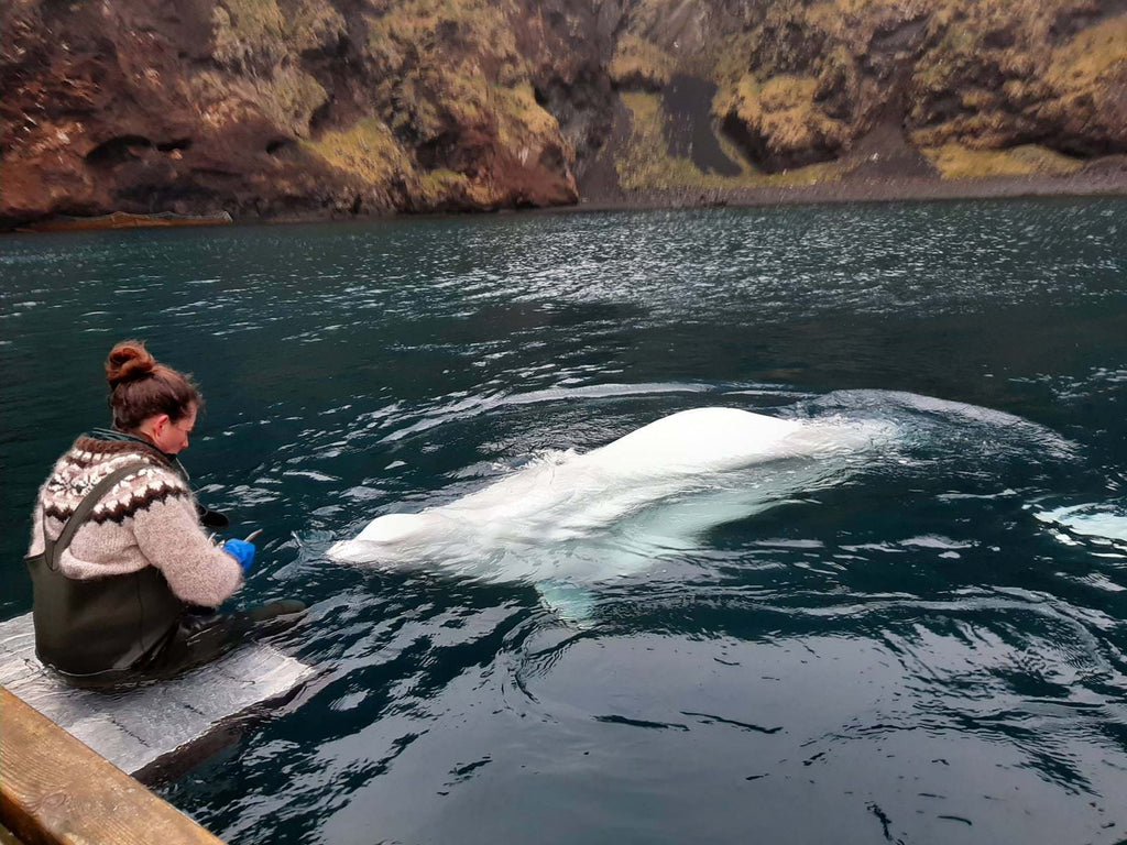 Beluga Project in Iceland