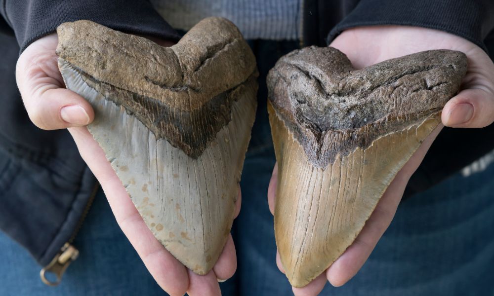 Megalodon Shark Teeth