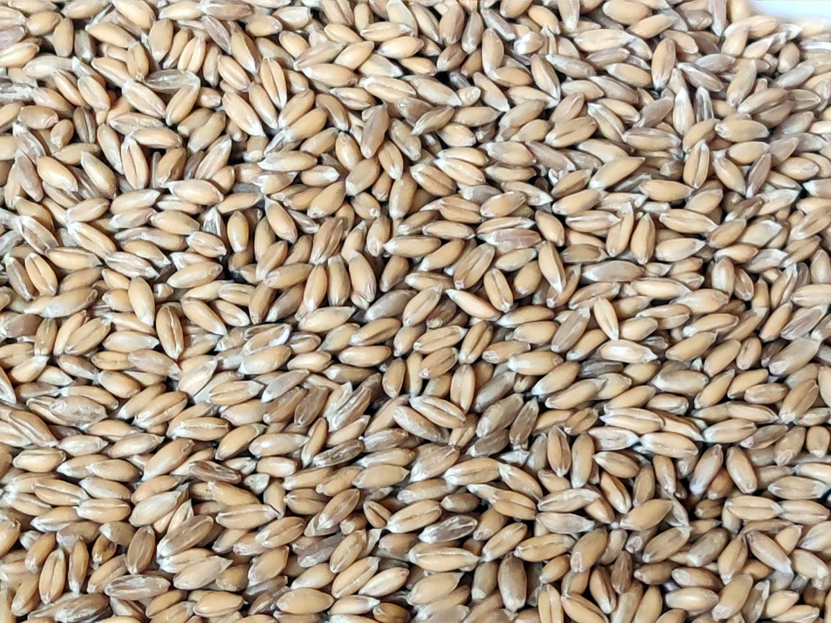 Bio-Dinkel ganzes Korn (Bioland)– Kornkiste - unverpackt-online