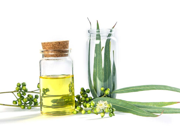 12 Eucalyptus Oil Benefits  The Best Ways to Use Eucalyptus Oil