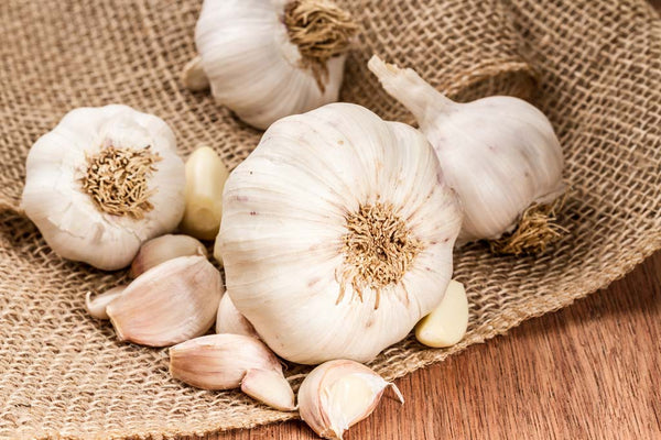 Garlic